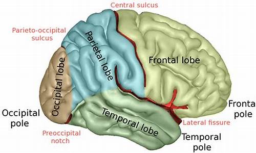 brain trading源码